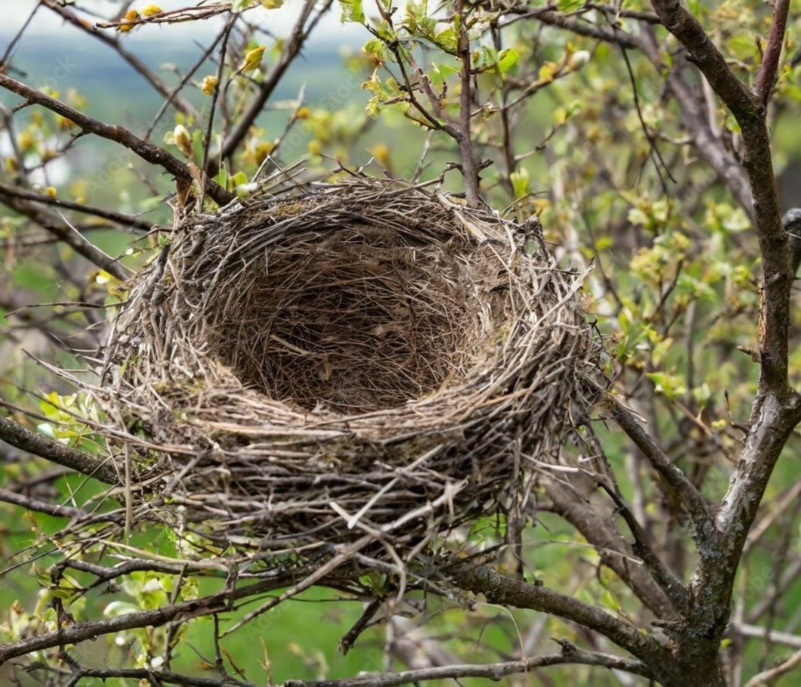 Photo of empty bird’s nest